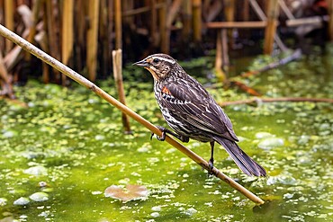 Female Red Winged Blackbird (Agelaius phoeniceus). It is very common in North and Central America.