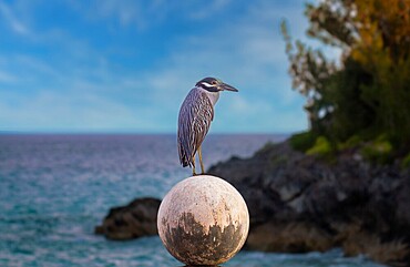 Yellow Crowned Night Heron (Nyctanassa Violacea), wading bird of the Americas that feeds on crustacea, Bermuda, Atlantic