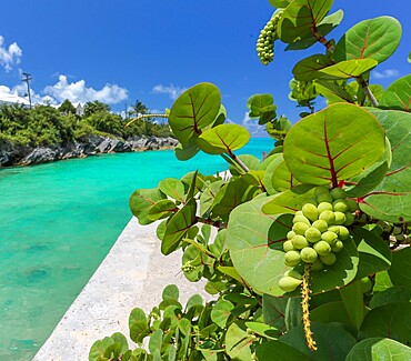 Sea Grape or Bay Grape plants (Coccoloba uvifera) growing beside the Sargasso Sea at Building Bay Beach, Bermuda. The grape like fruits of the plant are edible and can be used in wine or honey production.