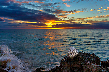 West Indian Top Shell (Cittarium pica) on a rock on the South Shore, Bermuda, at sunrise. A species of edible sea snail, they are herbivores and feed on algae.