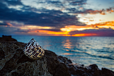 West Indian Top Shell (Cittarium pica) on a rock on the South Shore, Bermuda, at sunrise. A species of edible sea snail, they are herbivores and feed on algae.