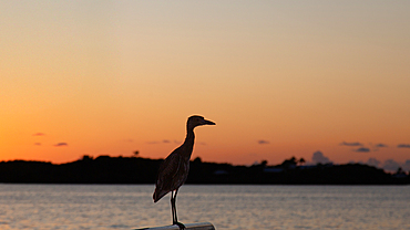 Yellow Crowned Night Heron (Nyctanassa Violacea), at sunset, a wading bird of the Americas that feeds on crustacea, Bermuda, Atlantic