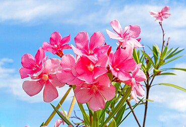 Pink Oleander Flowers (Nerium oleander) also known as Rosebay. A poisonous shrub that can grow up to 20 ft tall,.it is common in subtropical areas.