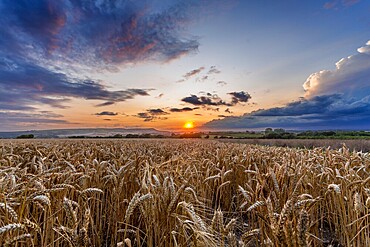 Sunset over wheat fields and the South Downs National Park near Wilmington, East Sussex, England, UK