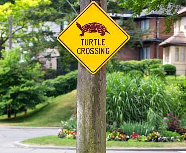 Turtle Crossing sign just outside High Park, Toronto, Ontario, Canada. Turtles are common in the park and sometimes beyond it.