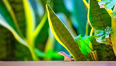 Juvenile Anole Lizard, Bermuda