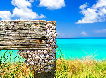 Snail shells on a fence by the sea in Bermuda.