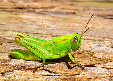 Small Grasshopper in High Park, Toronto, Ontario, Canada.