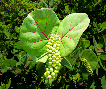 Sea Grape or Bay Grape plants (Coccoloba uvifera) at Building Bay Beach, Bermuda. The grape like fruits of the plant are edible and can be used in wine or honey production.