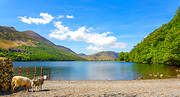 Sheep on the beach at Buttermere lake in the Lake District, Cumbria, England, UK