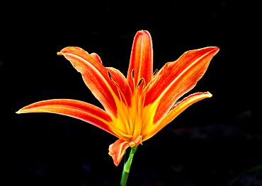 Orange Lilly (Lilium bulbiferum) also known as Tiger Lily and Fire Lily flower in Ontario, Canada.