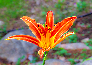 Orange Lilly (Lilium bulbiferum) also known as Tiger Lily and Fire Lily flower in Ontario, Canada.