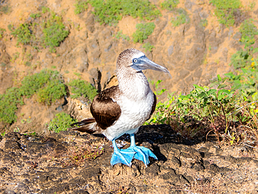 Blue Footed Booby (Sula nebouxii), a marine bird found in the Eastern Pacific whose unusual blue feet feature in courtship rituals, Galapagos, UNESCO World Heritage Site, Ecuador, South America