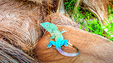 Jamaican Turquoise Anole lizard (Anolis grahami) also known as Graham's Anole. A native species to Jamaica, it is also found in Bermuda.
