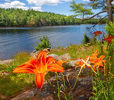 Orange Lilly (Lilium bulbiferum), also known as Tiger Lily and Fire Lily, flowers at Georgian Bay, Ontario, Canada.