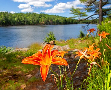 Orange Lilly (Lilium bulbiferum), also known as Tiger Lily and Fire Lily, flowers at Georgian Bay, Ontario, Canada.