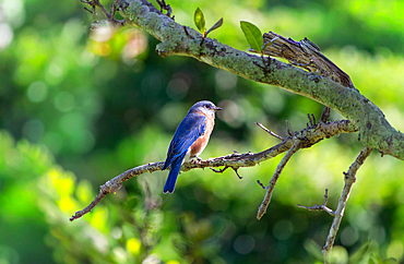 Eastern Bluebird (Sialia sialis), a common North American bird of the thrush family. Those living on Bermuda tend to have a brighter blue plumage than those on the mainland.