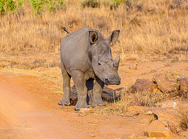 Rhino calf in the South African bush, Welgevonden Game Reserve, Limpopo, South Africa, Africa