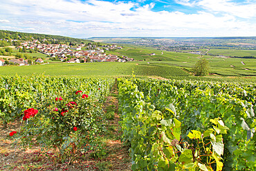 Vineyard growing grapes for Champagne, near Epernay, Marne, France, Europe