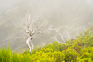 Dried bare trees along trail to Pico Ruivo, Santana, Madeira, Portugal, Atlantic, Europe