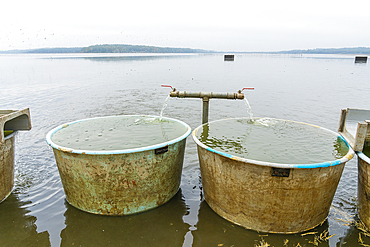 Fish tanks ready for fish harvest on Rozmberk Pond, UNESCO Biosphere, Trebon, Jindrichuv Hradec District, South Bohemian Region, Czech Republic (Czechia), Europe