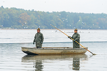 Two fishermen on boat preparing for fish harvest, Rozmberk Pond, UNESCO Biosphere, Trebon, Jindrichuv Hradec District, South Bohemian Region, Czech Republic (Czechia), Europe