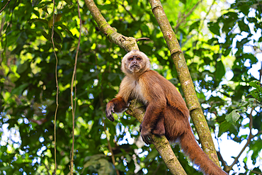 Brown capuchin monkey (Cebus apella) (Sapajus apella) on tree, Tambopata National Reserve, Puerto Maldonado, Tambopata Province, Madre de Dios, Peru, South America