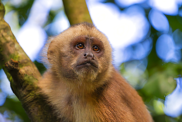 Brown capuchin monkey (Cebus apella) (Sapajus apella) on tree, Tambopata National Reserve, Puerto Maldonado, Tambopata Province, Madre de Dios, Peru, South America