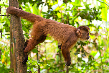 Brown capuchin monkey (Cebus apella) (Sapajus apella) on tree, Tambopata National Reserve, Puerto Maldonado, Tambopata Province, Madre de Dios, Peru, South America