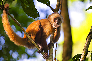 Brown capuchin monkey (Cebus apella) (Sapajus apella) on tree, Tambopata National Reserve, Puerto Maldonado, Tambopata Province, Madre de Dios, Peru, South America