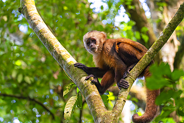 Brown capuchin monkey (Cebus apella) (Sapajus apella) on tree, Tambopata National Reserve, Puerto Maldonado, Tambopata Province, Madre de Dios, Peru, South America