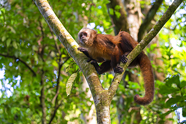 Brown capuchin monkey (Cebus apella) (Sapajus apella) on tree, Tambopata National Reserve, Puerto Maldonado, Tambopata Province, Madre de Dios, Peru, South America