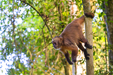 Brown capuchin monkey (Cebus apella) (Sapajus apella) on tree, Tambopata National Reserve, Puerto Maldonado, Tambopata Province, Madre de Dios, Peru, South America