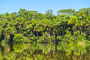 Lake Sandoval and Aguaje palms, Tambopata National Reserve, Puerto Maldonado, Madre de Dios, Peru, South America