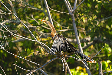 Anhinga (anhinga anhinga) perching on branch by Lake Sandoval, Tambopata National Reserve, Puerto Maldonado, Madre de Dios, Peru, South America