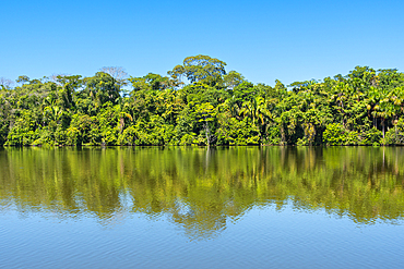 Lake Sandoval, Tambopata National Reserve, Puerto Maldonado, Madre de Dios, Peru, South America