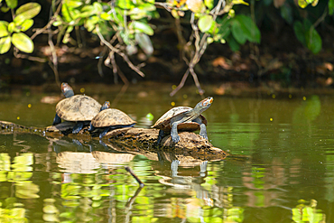 Three yellow-spotted river turtles (Podocnemis unifilis) on wooden branch on Lake Sandoval, Tambopata National Reserve near Puerto Maldonado, Tambopata Province, Madre de Dios Region, Peru, South America