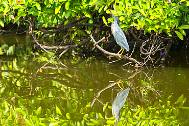 Striated Heron (Butorides striata) perching on branch by Lake Sandoval, Tambopata National Reserve, Puerto Maldonado, Madre de Dios, Peru, South America