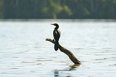 Neotropic cormorant (Phalacrocorax brasilianus, Phalacrocorax olivaceus, Nannopterum brasilianum) on wood on Lake Sandoval, Tambopata National Reserve, Puerto Maldonado, Tambopata Province, Madre de Dios, Peru, South America