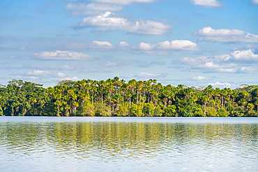 Lake Sandoval and Aguaje palms, Tambopata National Reserve, Puerto Maldonado, Madre de Dios, Peru, South America