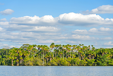 Lake Sandoval and Aguaje palms, Tambopata National Reserve, Puerto Maldonado, Madre de Dios, Peru, South America