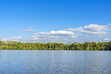 Lake Sandoval and Aguaje palms, Tambopata National Reserve, Puerto Maldonado, Madre de Dios, Peru, South America