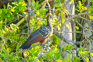 Hoatzin (Ophisthocomus hoazin) perching on branch by Lake Sandoval, Tambopata National Reserve, Puerto Maldonado, Madre de Dios, Peru, South America