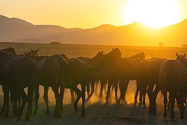 Herd of wild and semi-wild Yilki horses at sunset, Hacilar, Kayseri, Cappadocia, Anatolia, Turkey, Asia Minor, Asia