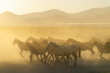 Herd of wild and semi-wild Yilki horses running in dust at sunset, Hacilar, Kayseri, Cappadocia, Anatolia, Turkey, Asia Minor, Asia