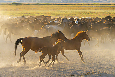 Herd of wild and semi-wild Yilki horses running in dust at sunset, Hacilar, Kayseri, Cappadocia, Anatolia, Turkey, Asia Minor, Asia