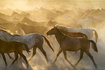 Herd of wild and semi-wild Yilki horses running in dust at sunset, Hacilar, Kayseri, Cappadocia, Turkey