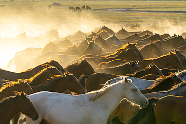 Herd of wild and semi-wild Yilki horses running in dust at sunset, Hacilar, Kayseri, Cappadocia, Turkey