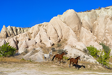 Horses running by rock formations of Red Valley (Rose Valley), Cavusin, Cappadocia, Anatolia, Turkey, Asia Minor, Asia