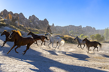 Horses running with rock formations in background, Goreme, Cappadocia, Anatolia, Turkey, Asia Minor, Asia